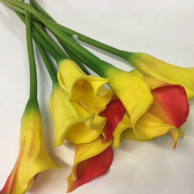 FLOWER, Arum Lily - Red and Yellow